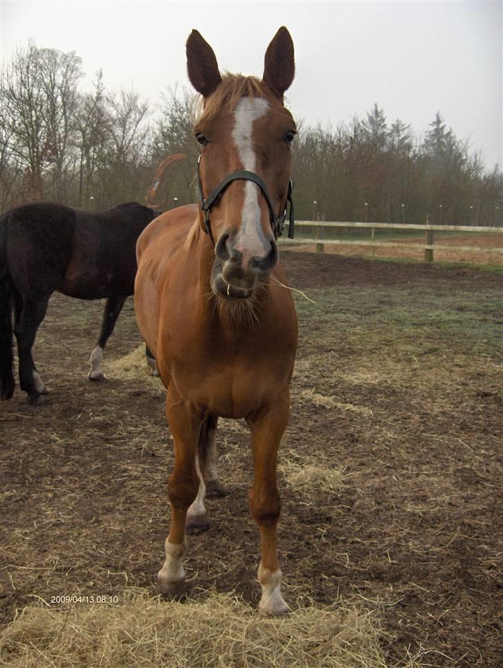 Anden særlig race Senior Lokos - Dejlige Senior spiser hø billede 3