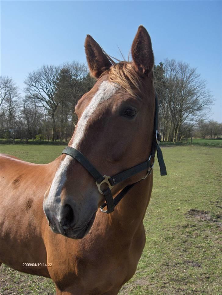 Anden særlig race Senior Lokos - Smukke Senior billede 4