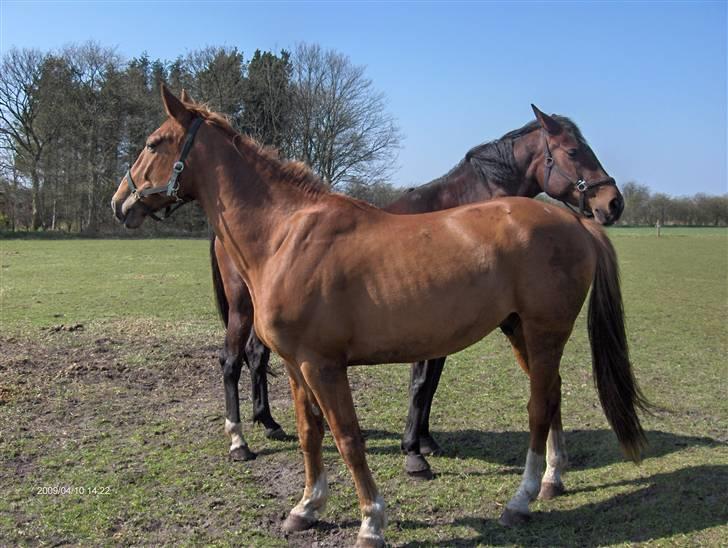 Anden særlig race Senior Lokos billede 5