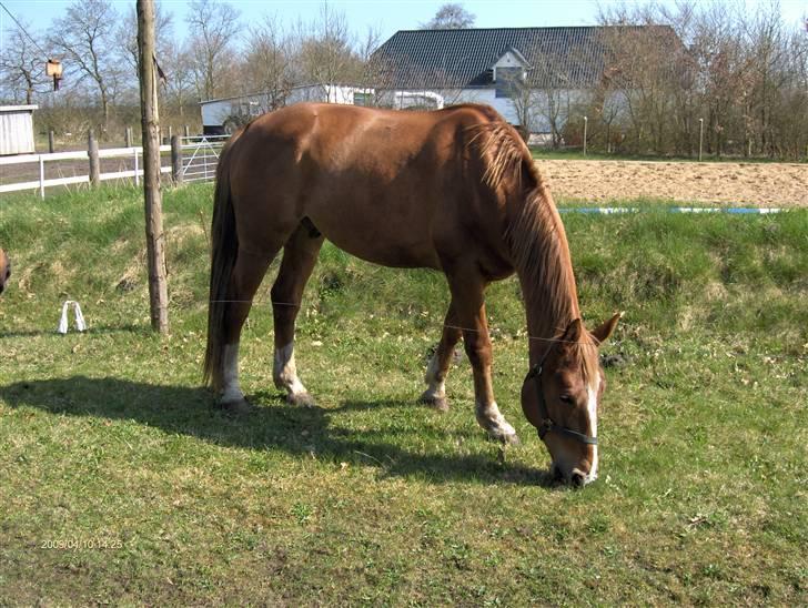 Anden særlig race Senior Lokos billede 6