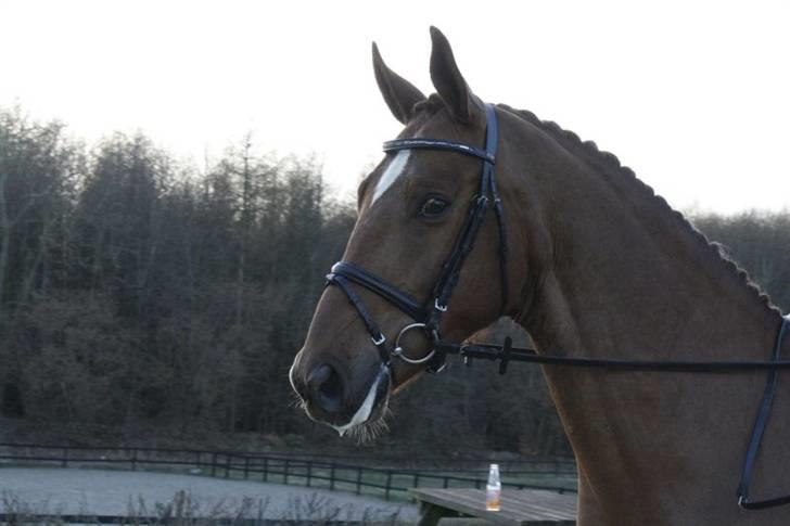 Anden særlig race Thor (låne hest) billede 20