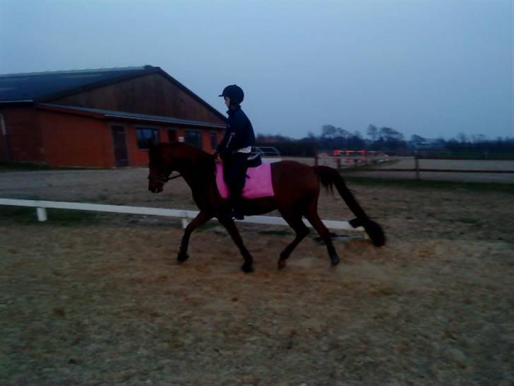 Arabisk fuldblod (OX) Java Surprise billede 11