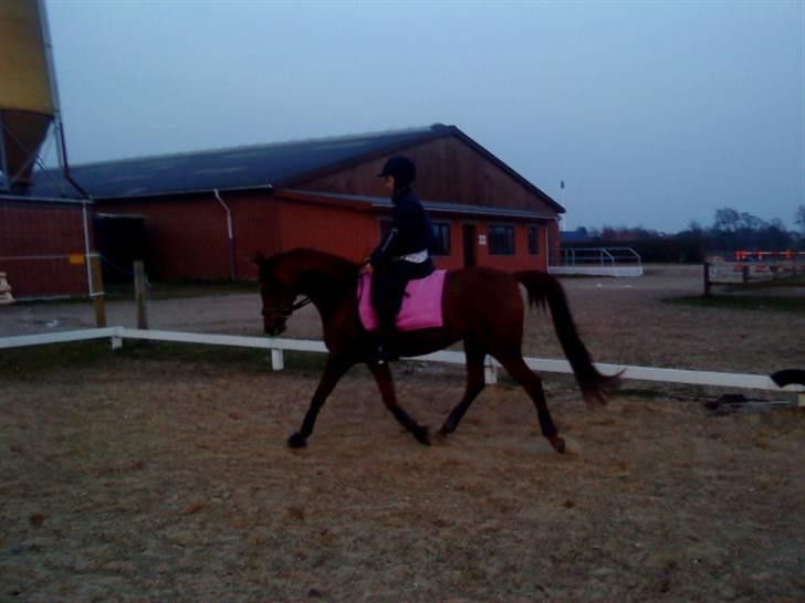 Arabisk fuldblod (OX) Java Surprise billede 12