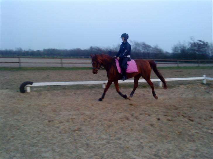 Arabisk fuldblod (OX) Java Surprise billede 13