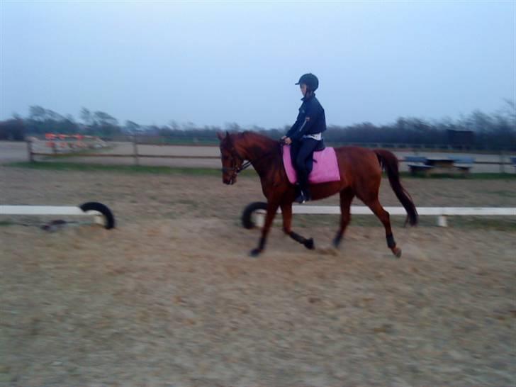 Arabisk fuldblod (OX) Java Surprise billede 14