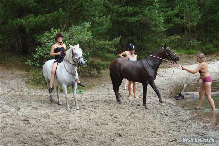 Anden særlig race Pretty White Star - *at være på vej i en sø* på tornado ranch 2009 billede 17