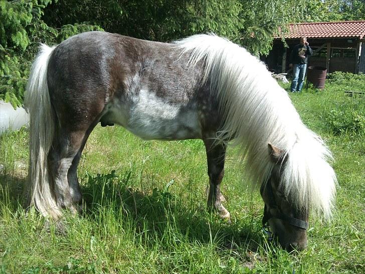 Shetlænder Silver - Maj 2010 billede 7