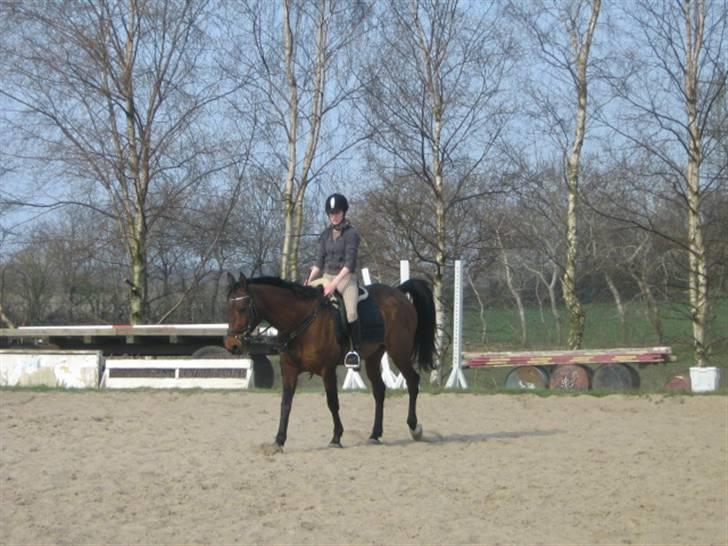 Anglo Araber (AA) Donna Van Vrå - D.14/4-09 billede 17