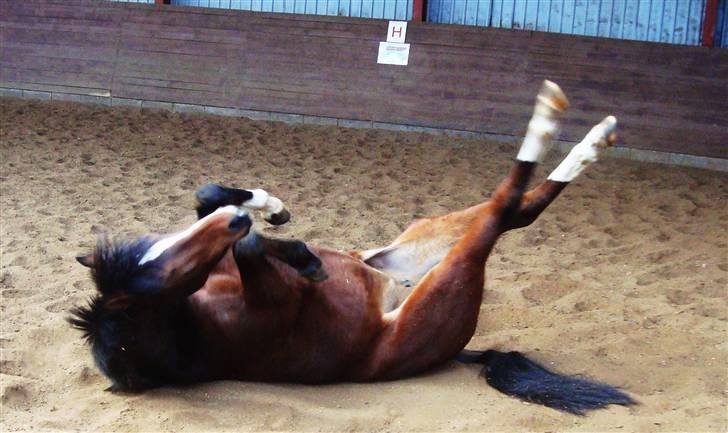 Welsh Partbred (Sec F) Daisy JV - Velkomen til Daisy´s profil :D billede 1