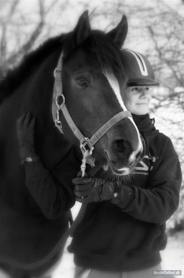 Welsh Partbred (Sec F) Daisy JV - Dejligpony.dk !! AFOTO billede 2