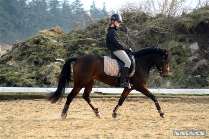 Welsh Partbred (Sec F) Daisy JV - Smukke Daisy dims :D <3 AFOTO billede 3