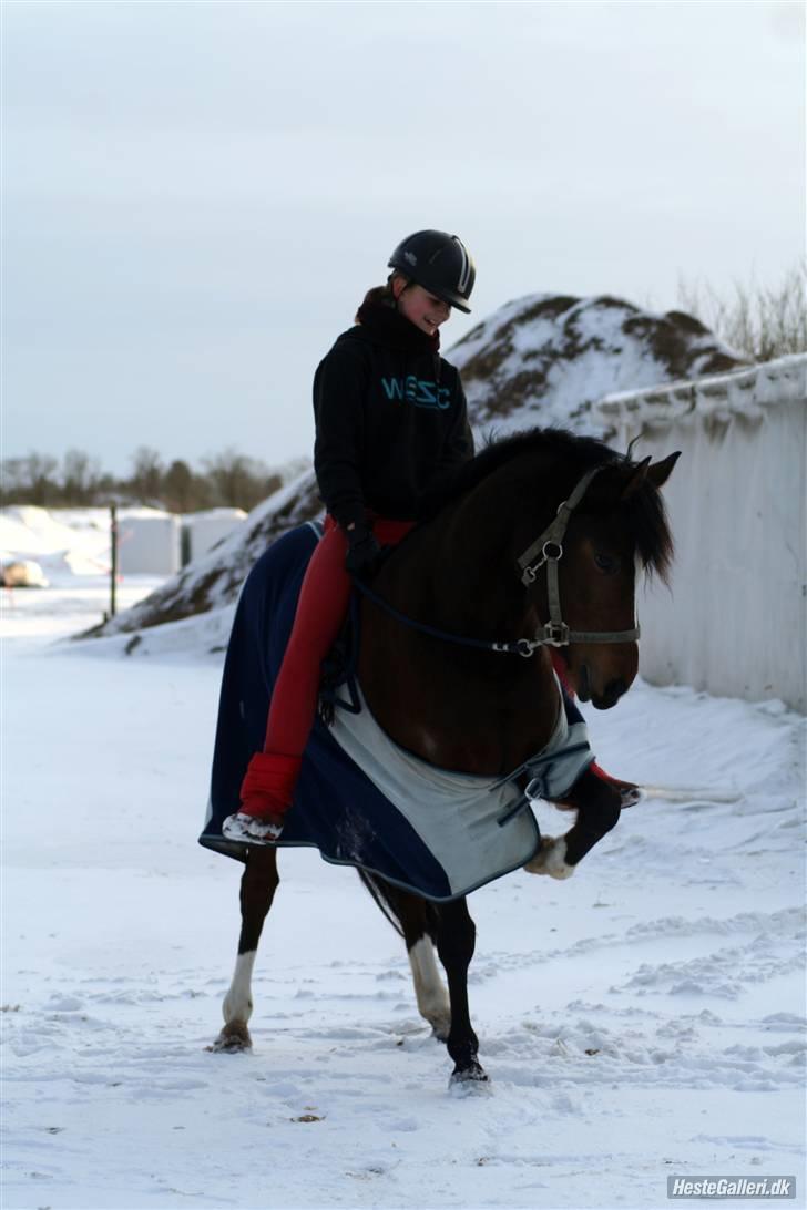 Welsh Partbred (Sec F) Daisy JV - NUTTET ;D min prinsesse http://www.teamflyingadonis.dk/10104844 billede 4