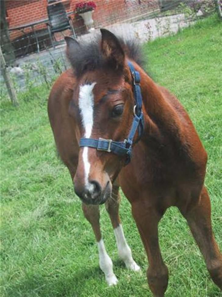 Welsh Partbred (Sec F) Daisy JV - Daisy som føl ? :D <3 billede 5