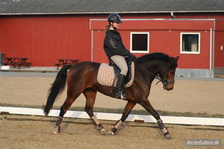 Welsh Partbred (Sec F) Daisy JV - Hun er så dejlig :D <3 AFOTO billede 6