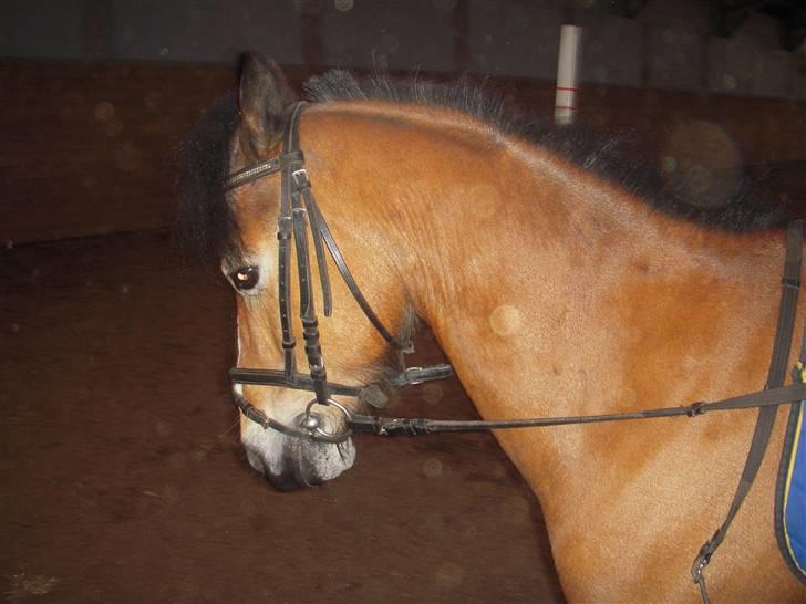 New Forest Prins<3 (Gamle part) billede 10