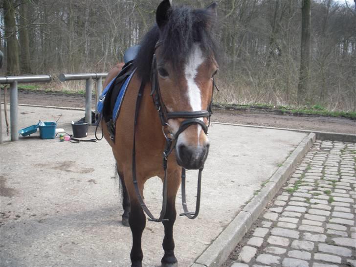 New Forest Prins<3 (Gamle part) billede 11