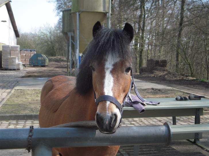 New Forest Prins<3 (Gamle part) billede 12