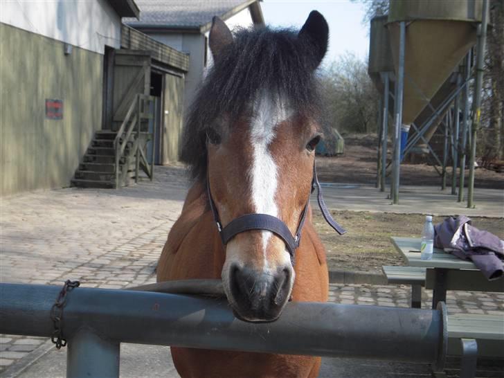 New Forest Prins<3 (Gamle part) billede 13