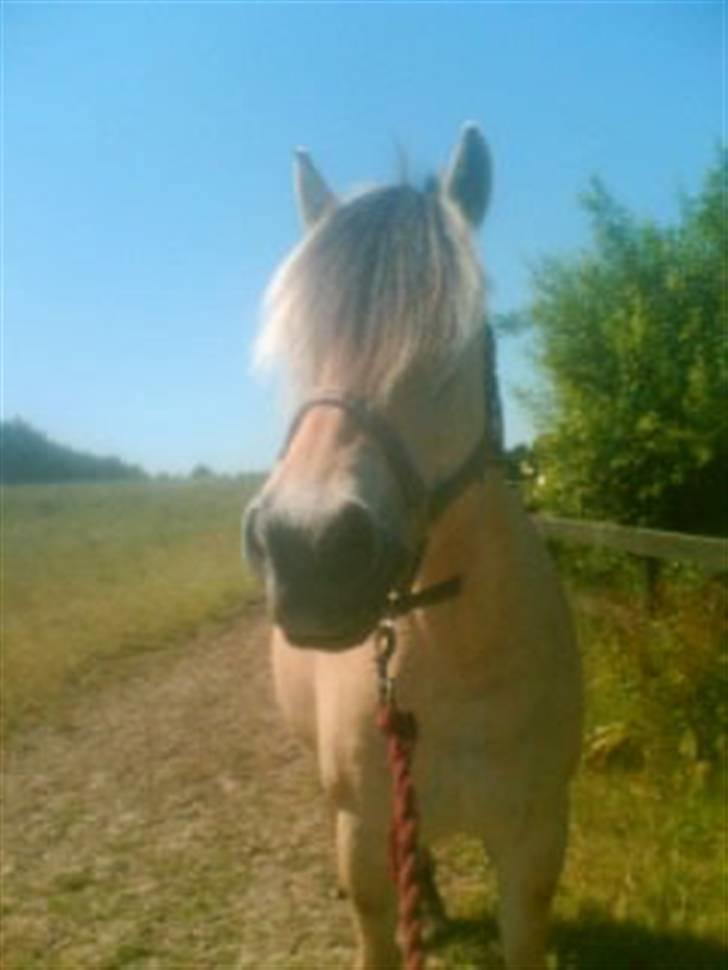 Fjordhest Columbine Bøgely - Velkommen til Columbines profil.  billede 1