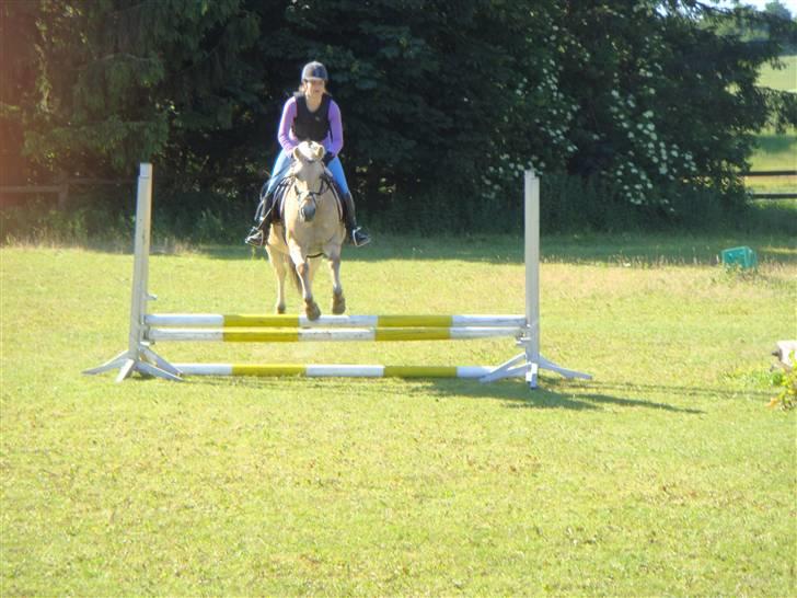 Fjordhest Columbine Bøgely - Springtræning. Colum er så dygtig!  billede 2