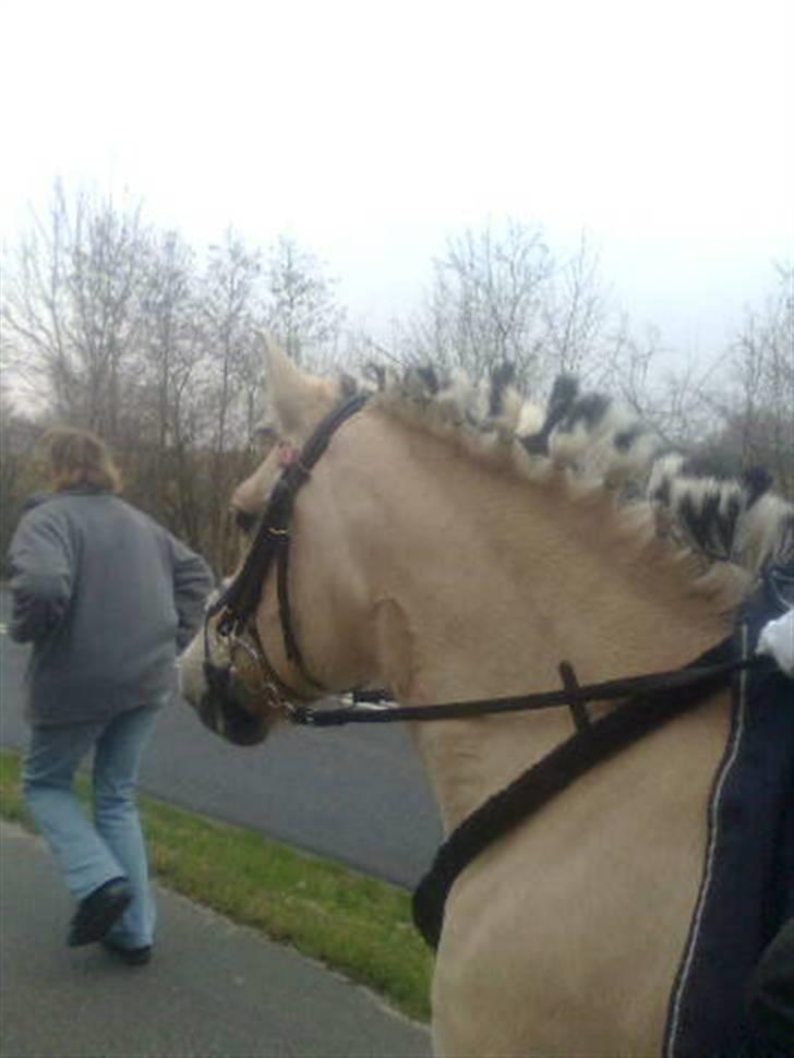 Fjordhest Columbine Bøgely - På vej til Dyrestenstævnet 8/4-09. Taget af Frederikke. billede 3