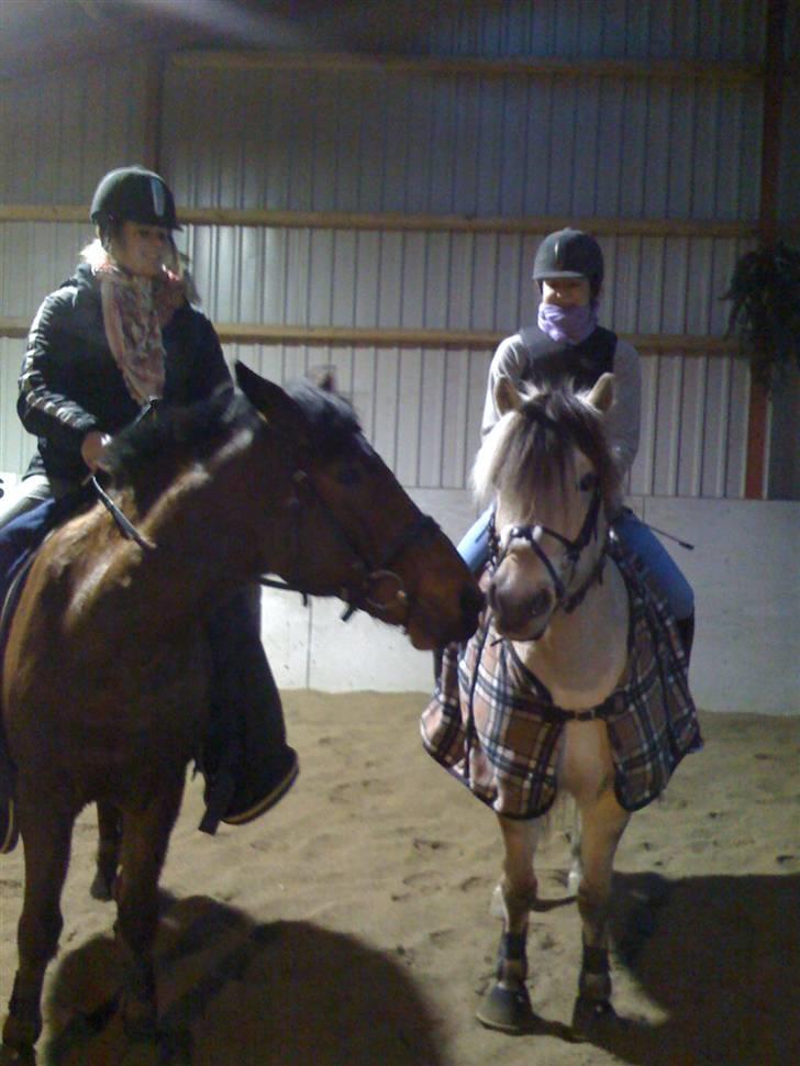 Fjordhest Columbine Bøgely - Columbine og Charlie Brown, taget engang i vinters inden springtræning. Taget af Frederikke. billede 7