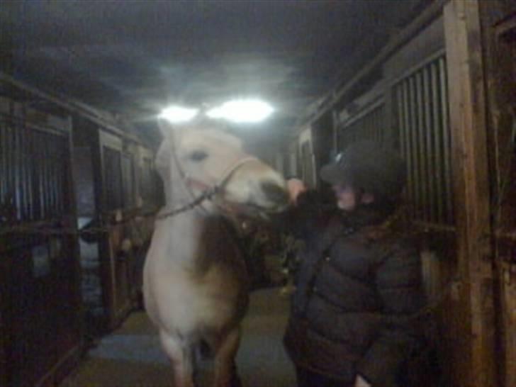 Fjordhest Columbine Bøgely - Columbine og jeg strigler inden en springtime. Sorry Kvaliteten, det er 1,3 mp. Taget af Frederikke.  billede 9