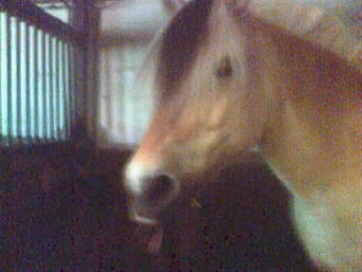 Fjordhest Columbine Bøgely - Hun er sgu køn (:  billede 10