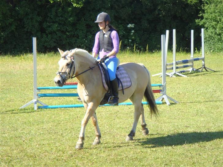 Fjordhest Columbine Bøgely - Den kære Colum inden springtræning. Taget af Frederikke, tror jeg.  billede 11