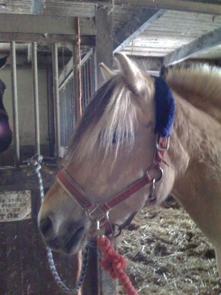 Fjordhest Columbine Bøgely - Columbines hoved indehn en dressurtime. Taget af mig.  billede 12