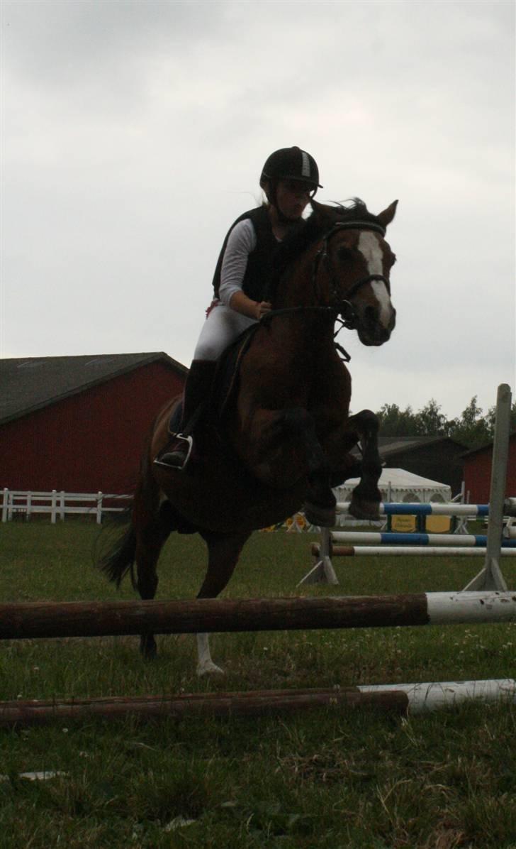 Welsh Pony af Cob-type (sec C) Polly Crown  R.I.P :'( <3 - Ridelejr 2009..   Hvorfor dig? <3 )´: billede 3