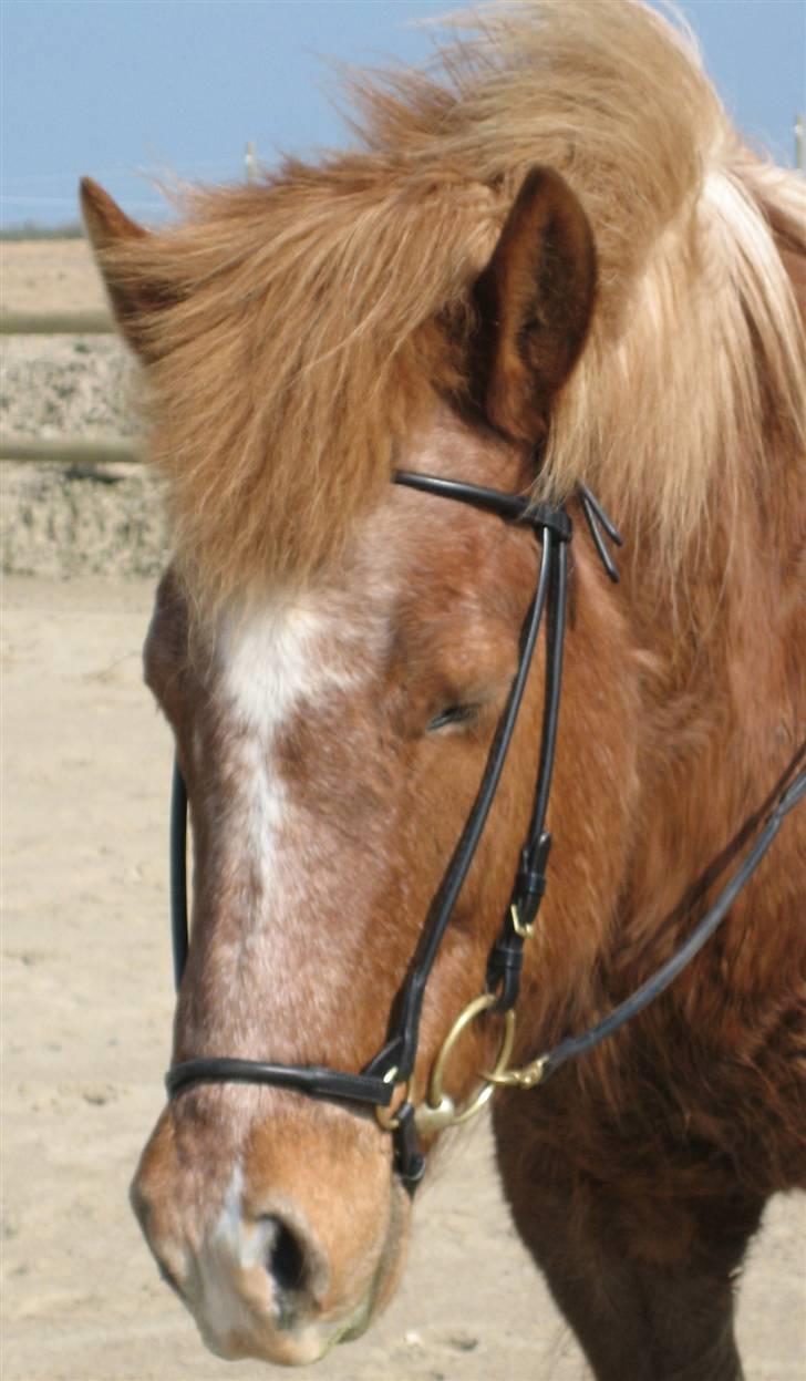 Islænder Kylja frá Wiesenhof - Min smukke<3 billede 15