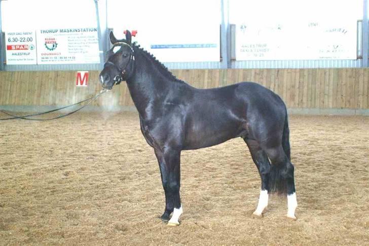 New Forest Kantje's Valentijn(solgt) billede 1