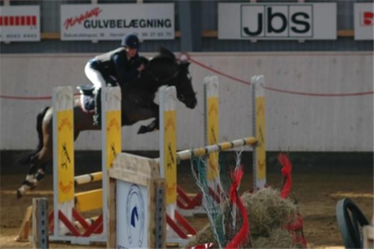 New Forest Kantje's Valentijn(solgt) - Valle i herning. billede 5