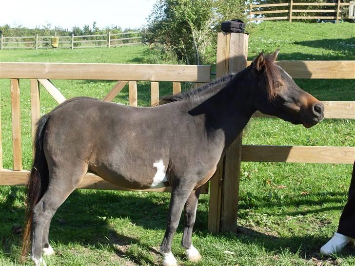 Miniature Diamond mm. billede 1