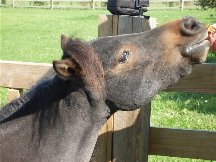 Miniature Diamond mm. billede 2