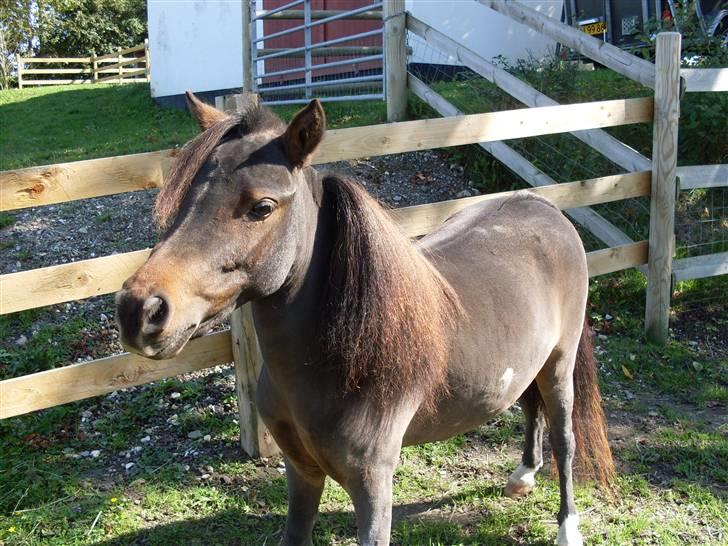 Miniature Diamond mm. billede 3