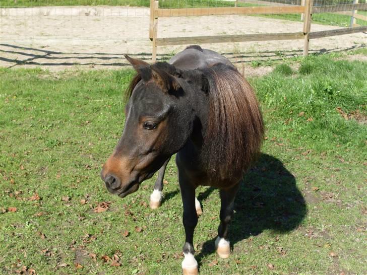 Miniature Diamond mm. billede 4