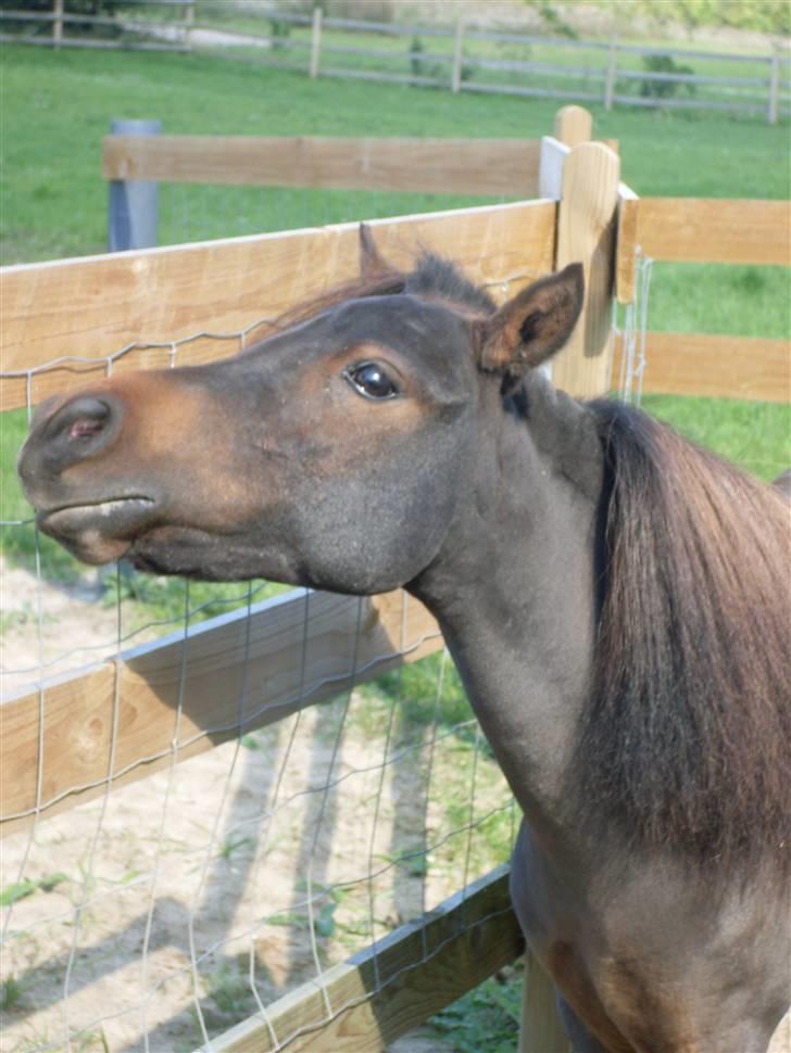 Miniature Diamond mm. billede 5