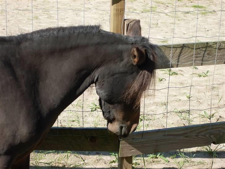 Miniature Diamond mm. billede 6