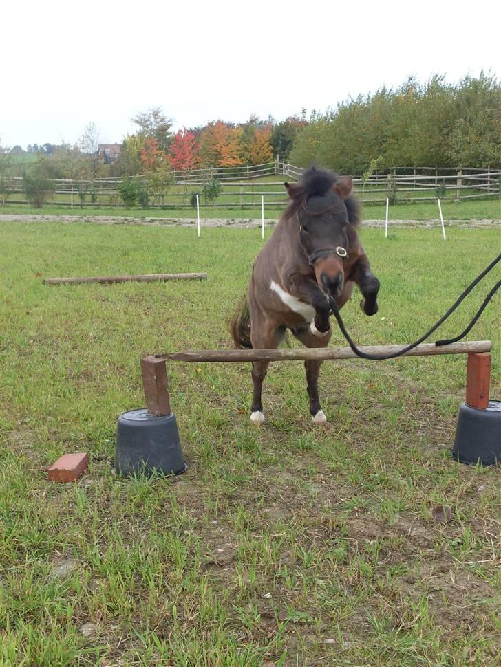 Miniature Diamond mm. billede 7