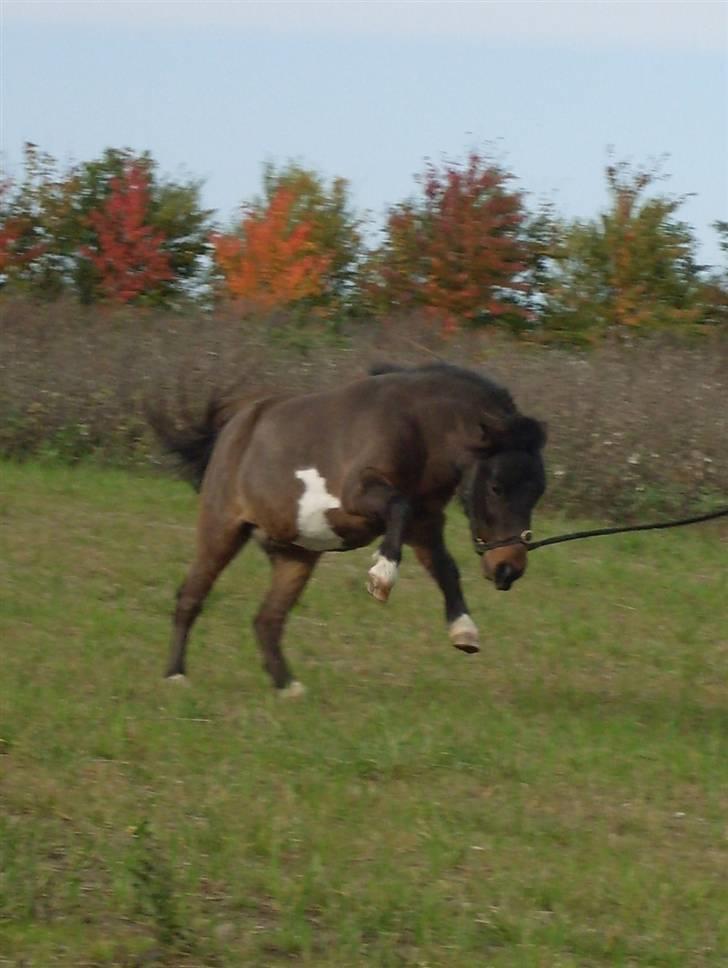 Miniature Diamond mm. billede 8