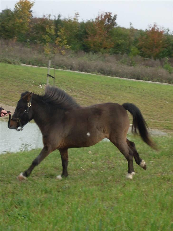 Miniature Diamond mm. billede 9