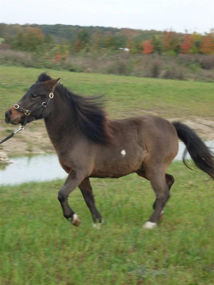 Miniature Diamond mm. billede 10