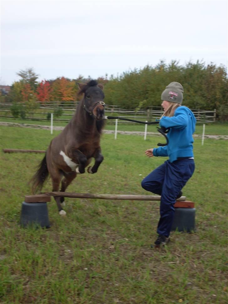 Miniature Diamond mm. billede 11