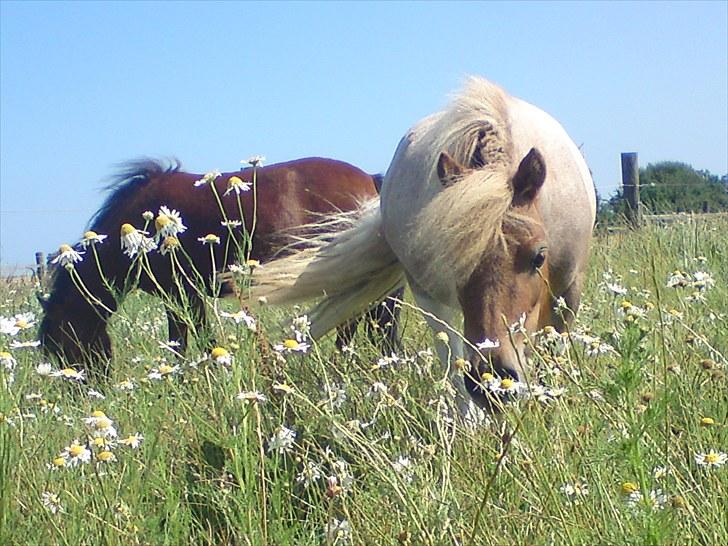 Dansk Miniature Søglimts Ziva - De tykke piger er hjemvendt fra hingst, og nyder en masse græs :) billede 16