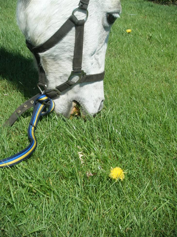 Anden særlig race Laika  - #12 [Foto-Mig] billede 12