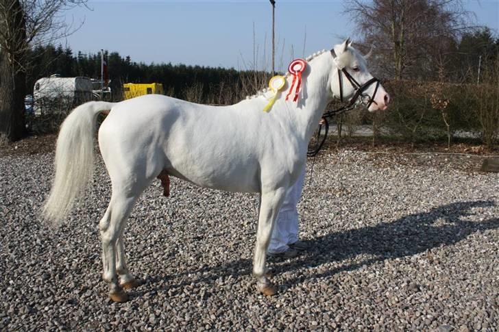 Knabstrupper Norring's Bentley billede 1