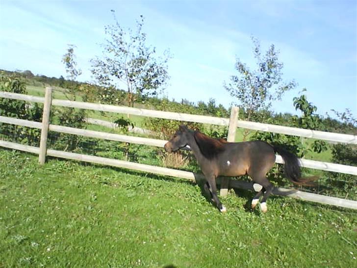 Miniature Diamond mm. billede 12