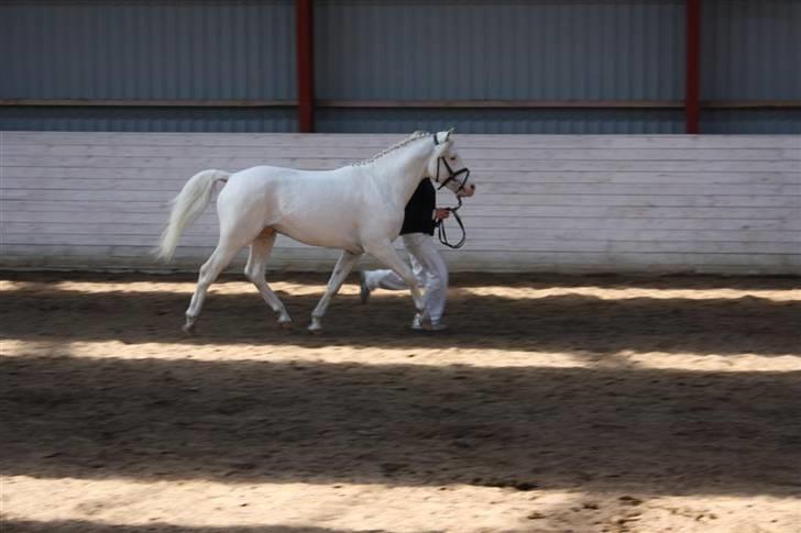 Knabstrupper Norring's Bentley billede 2